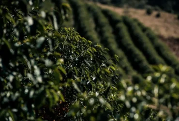 Chuvas aliviam cafezais, mas mantêm mercado em alerta
