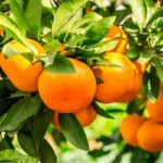 Chuvas de janeiro prejudicam qualidade da laranja e pressionam mercado citrícola paulista