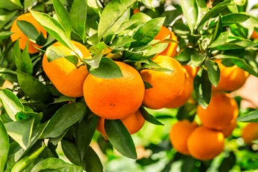 Chuvas de janeiro prejudicam qualidade da laranja e pressionam mercado citrícola paulista