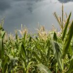 Chuvas favorecem desenvolvimento do milho no RS
