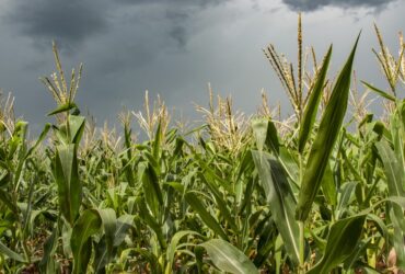 Chuvas favorecem desenvolvimento do milho no RS