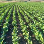 Chuvas reduzem ritmo da semeadura da soja no RS e impactam operações de campo