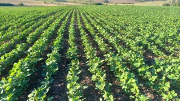 Chuvas reduzem ritmo da semeadura da soja no RS e impactam operações de campo