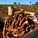 Clima favorece colheita de mandioca, mas retomada da demanda segue gradual