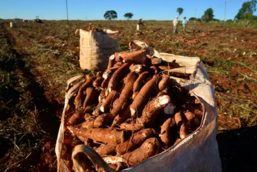 Clima favorece colheita de mandioca, mas retomada da demanda segue gradual