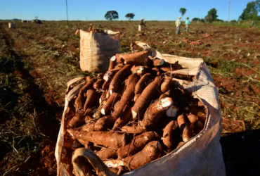 Clima favorece colheita de mandioca, mas retomada da demanda segue gradual