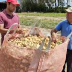 Colheita da cebola encerra com boa produtividade das lavouras no Rio Grande do Sul