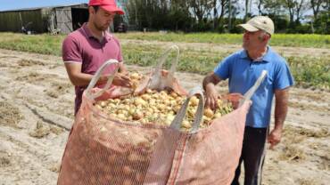 Colheita da cebola encerra com boa produtividade das lavouras no Rio Grande do Sul