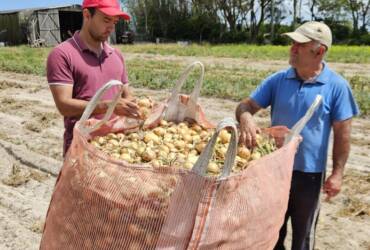 Colheita da cebola encerra com boa produtividade das lavouras no Rio Grande do Sul