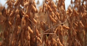 Colheita da soja avança em Mato Grosso e impulsiona semeadura do milho e do algodão