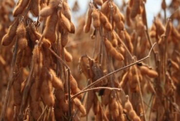 Colheita da soja avança em Mato Grosso e impulsiona semeadura do milho e do algodão