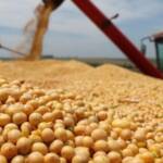 Colheita pressiona preço da soja e impulsiona margem das indústrias em Mato Grosso