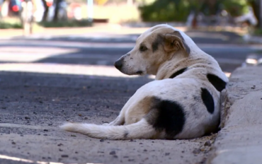 Com abrigo superlotado, Prefeitura de Sorriso alerta para aumento de abandonos e maus-tratos durante as férias