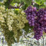 Com expectativa de safra recorde, Rio Grande do Sul abre oficialmente a colheita da uva 2026