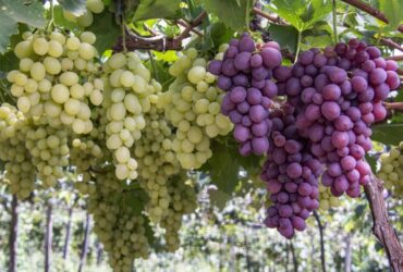 Com expectativa de safra recorde, Rio Grande do Sul abre oficialmente a colheita da uva 2026