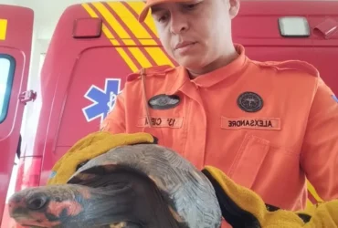 Resgate de animais silvestres mobiliza Bombeiros em MT