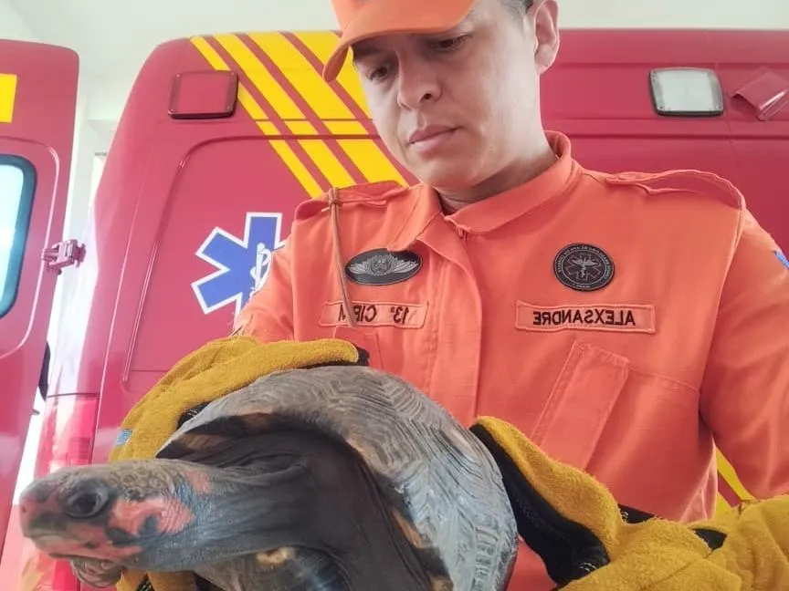 Resgate de animais silvestres mobiliza Bombeiros em MT