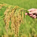 Demanda aquecida sustenta preços do arroz no Sul