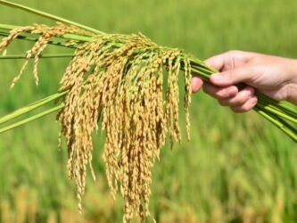 Demanda aquecida sustenta preços do arroz no Sul