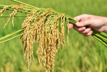 Demanda aquecida sustenta preços do arroz no Sul