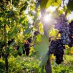 Embrapa participa da abertura da safra da uva em Pelotas