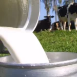 Genética eleva produção de leite e transforma agricultura familiar em MT