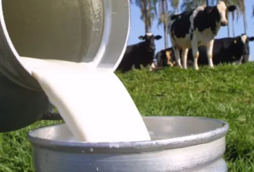 Genética eleva produção de leite e transforma agricultura familiar em MT