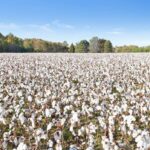 Exportações de algodão batem recorde histórico e sustentam mercado brasileiro