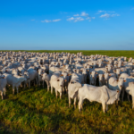 Exportações de carne bovina batem recorde em 2025 e China amplia pressão sobre o setor em 2026