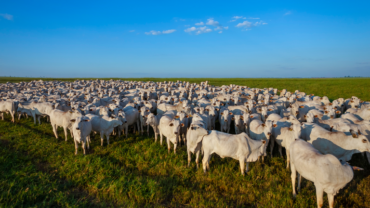 Exportações de carne bovina batem recorde em 2025 e China amplia pressão sobre o setor em 2026