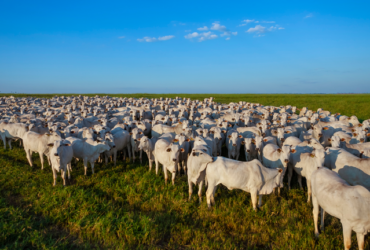 Exportações de carne bovina batem recorde em 2025 e China amplia pressão sobre o setor em 2026