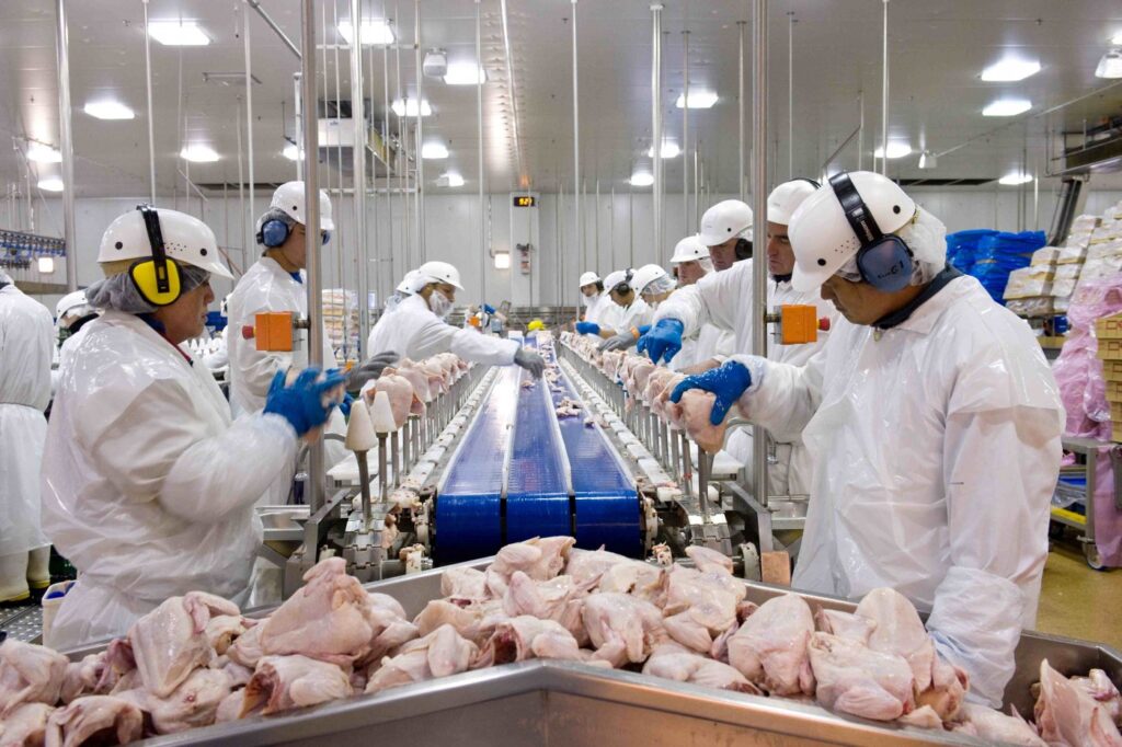 Exportações de frango batem recorde histórico em 2025, mesmo com gripe aviária