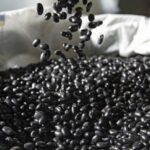 Feijão preto dispara no Paraná e exportações encerram 2025 em volume recorde