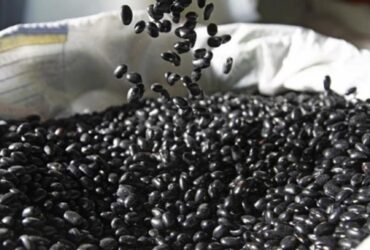 Feijão preto dispara no Paraná e exportações encerram 2025 em volume recorde
