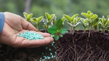 Mato Grosso lidera uso de fertilizantes com 22% da demanda nacional