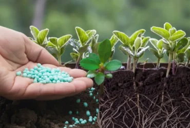 Mato Grosso lidera uso de fertilizantes com 22% da demanda nacional