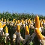 Fertilizantes e defensivos biológicos são 70% das ‘invenções verdes’ brasileiras no agro
