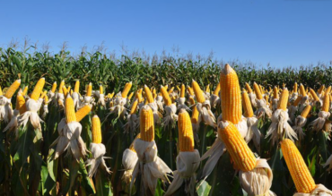 Fertilizantes e defensivos biológicos são 70% das 'invenções verdes' brasileiras no agro