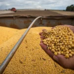 Fim da moratória reforça segurança jurídica e protagonismo de Mato Grosso no agro