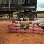Apreensão de skank em Diamantino causa prejuízo de R$ 1,8 milhão