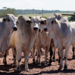 Imea destaca salto de quase 30% nas exportações de carne bovina de MT em 2025