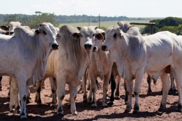 Imea destaca salto de quase 30% nas exportações de carne bovina de MT em 2025