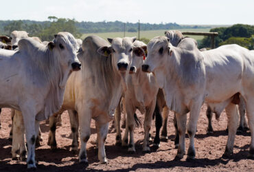 Imea destaca salto de quase 30% nas exportações de carne bovina de MT em 2025