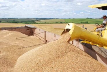 Importações recordes de trigo em 2025 pressionam preços no campo e deixam mercado retraído no início de 2026