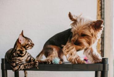 Introducao planejada define a relacao entre caes e gatos em casa Pexels 2 -CenárioMT