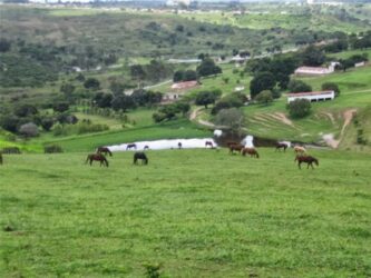 Mato Grosso lidera interesse por terras rurais e reforça posição como principal fronteira agrícola do país