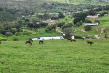Mato Grosso lidera interesse por terras rurais e reforça posição como principal fronteira agrícola do país