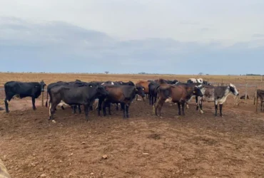 Melhoramento genético impulsiona leite na agricultura familiar de MT