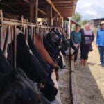 Melhorias do solo, pastagens e nutrição do rebanho fortalecem pecuária leiteira do Paraná