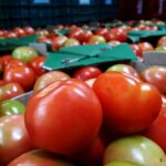 Menor oferta eleva preços do tomate nos principais atacados do país
